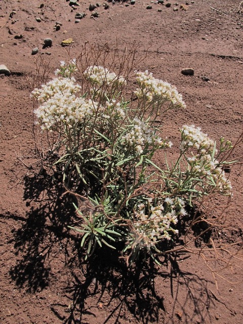 Eriogonum leptophyllum